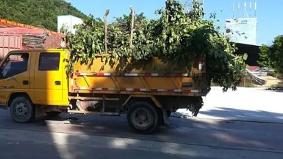 徐汇区垃圾清运